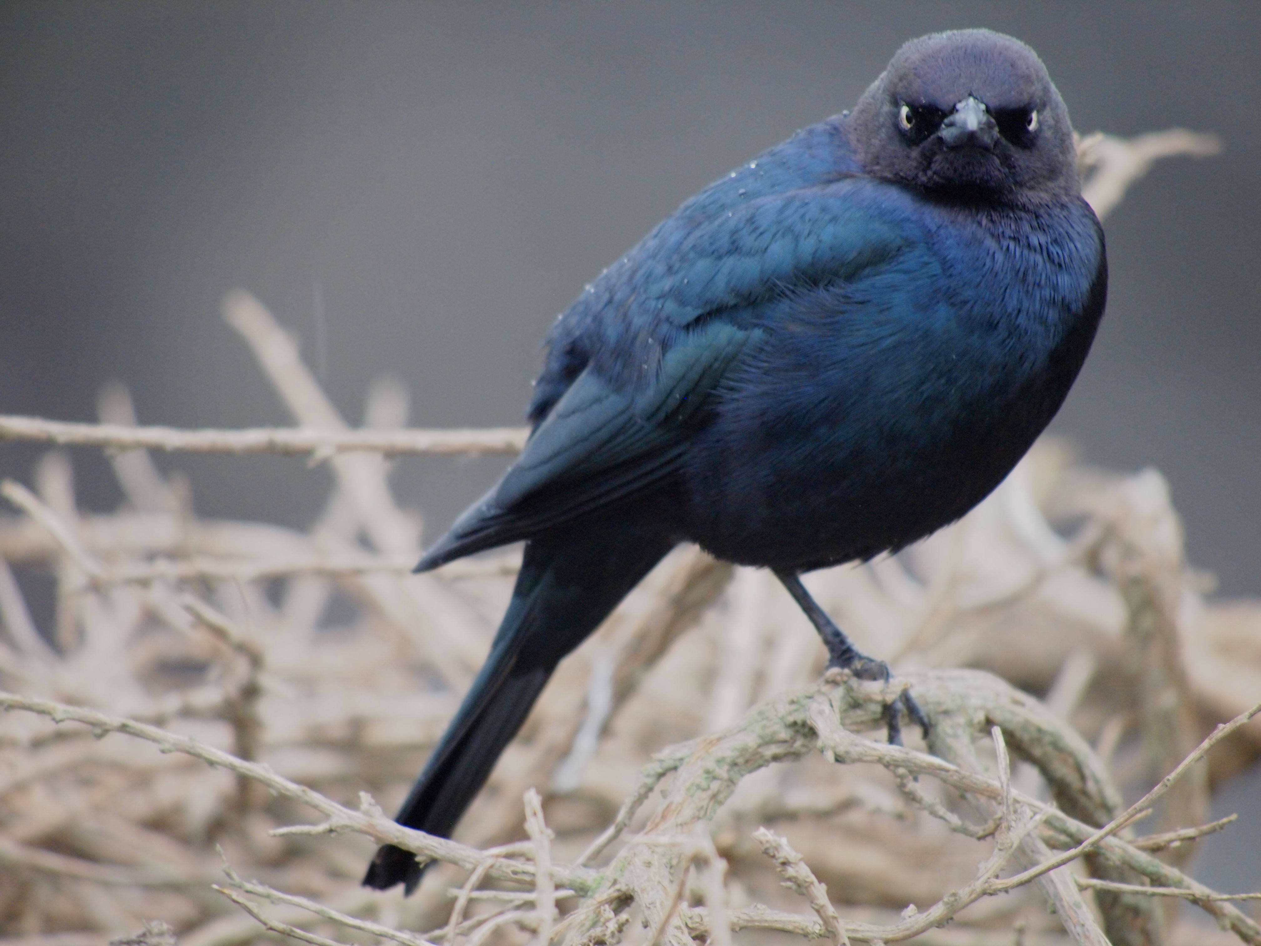Angry Bird
