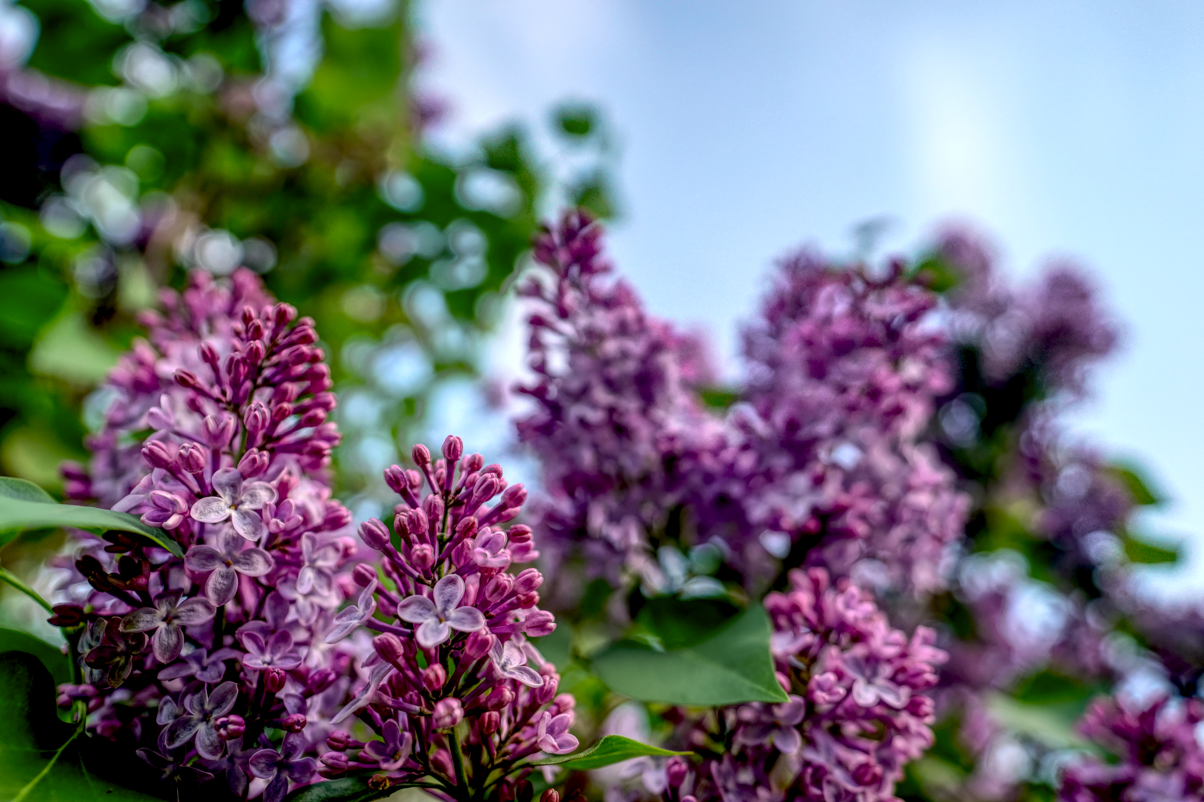 Spring Flowers