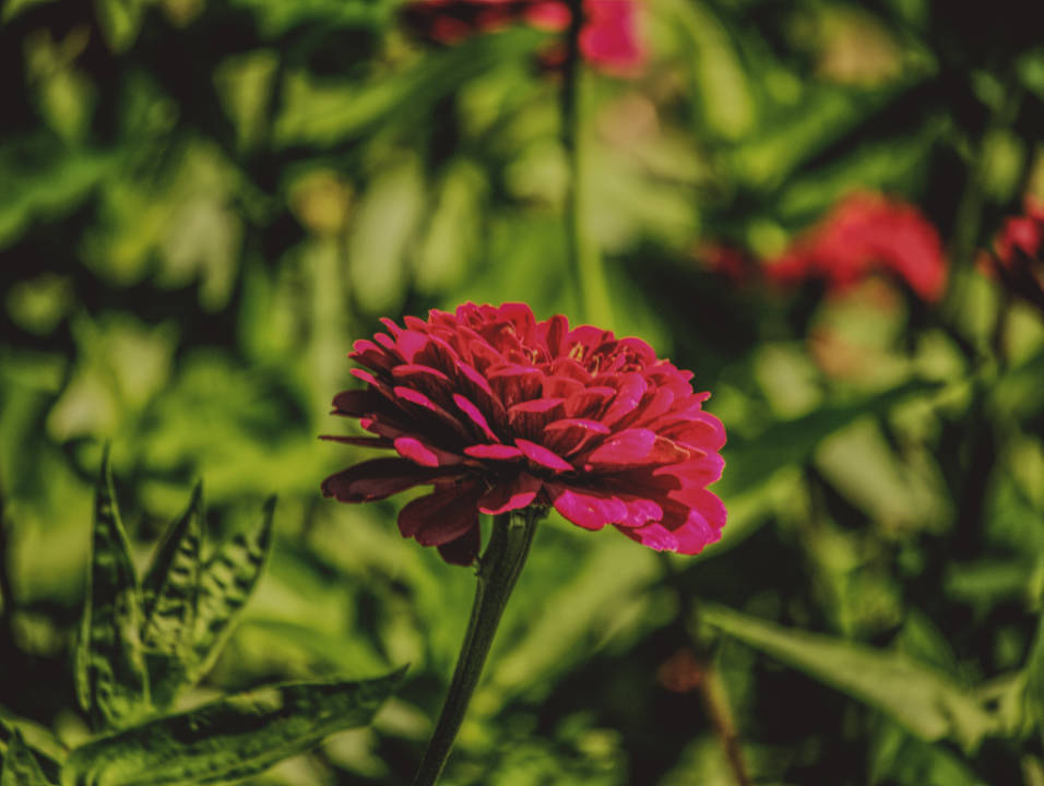 Red Flower