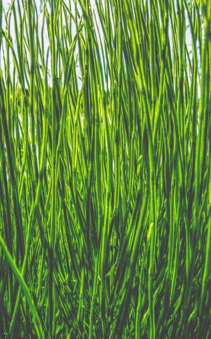 Tall Grass